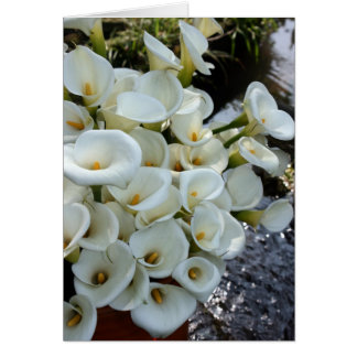 Cartão Lírios de Calla que crescem na plantação do lírio,