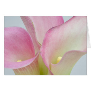 Cartão Lírios-de-calla Rosa