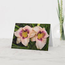 Lírios / Flores Lilosas / Creme & Roxo /