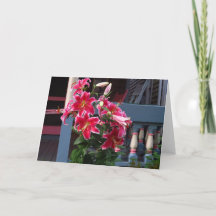 Lírios Rosa-de-Algodão Vitorianos - Vinha de Marth