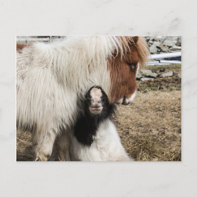 Cartão liso de TIddles e de tempestade (Frente)