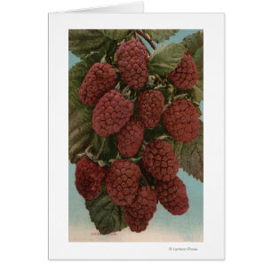 Cartão Litografia de Chromo da fruta de LoganberriesState
