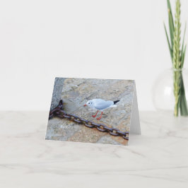 Cartão Little Gull Big Chain Ruas Ives Cornwall Inglaterr
