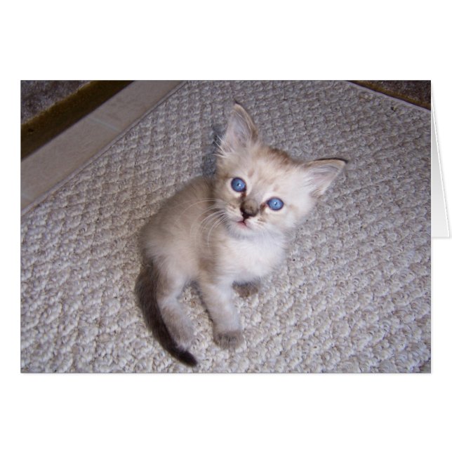 Cartão Little Louie Kitten Cat (Frente Horizontal)