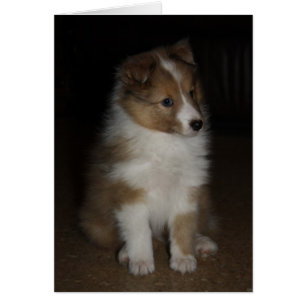 Cartão "Little Sarge" Shetland Sheepdog Puppy
