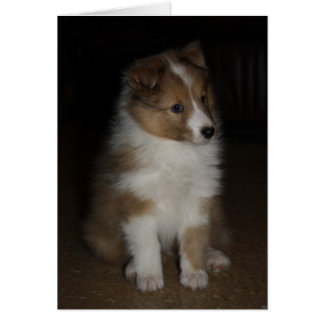 Cartão "Little Sarge" Shetland Sheepdog Puppy