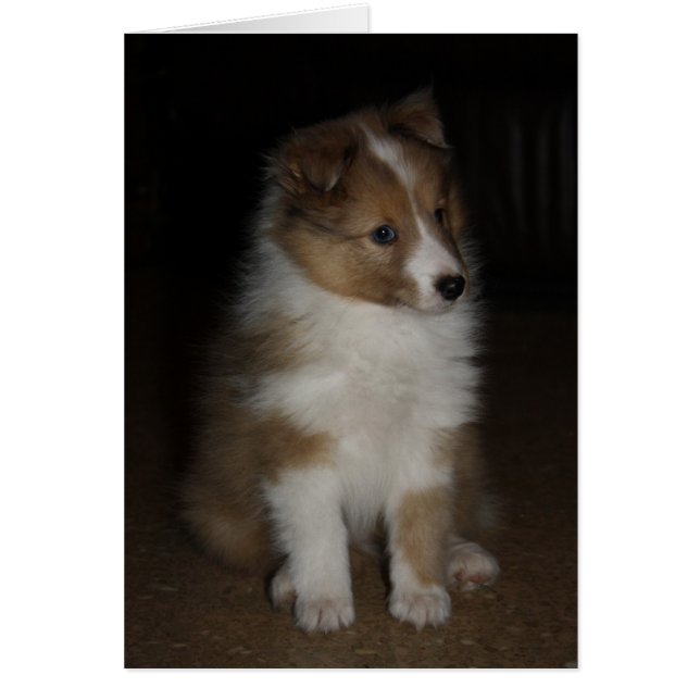Cartão "Little Sarge" Shetland Sheepdog Puppy (Frente)