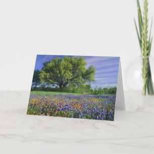 Cartão Live Oak & Texas Paintbrush, and Texas