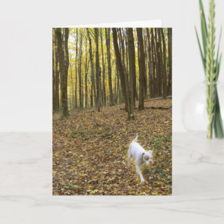 Cartão Livre para Executar