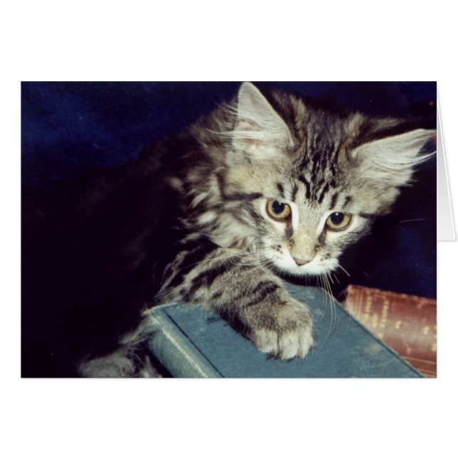 Cartão Livros e gatos (Frente Horizontal)