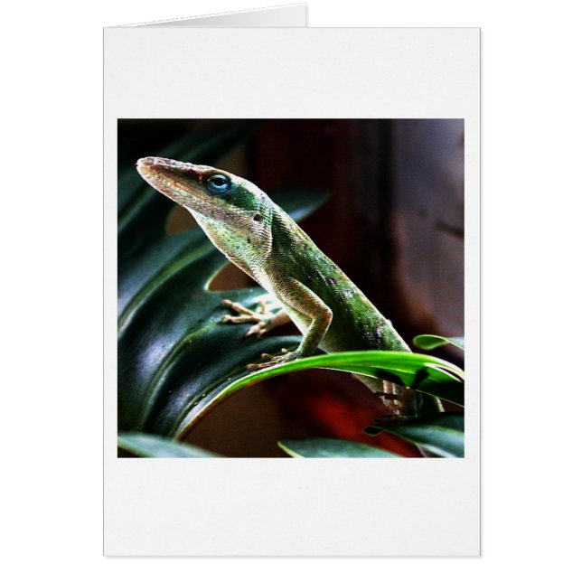 Cartão Lizard (Frente)