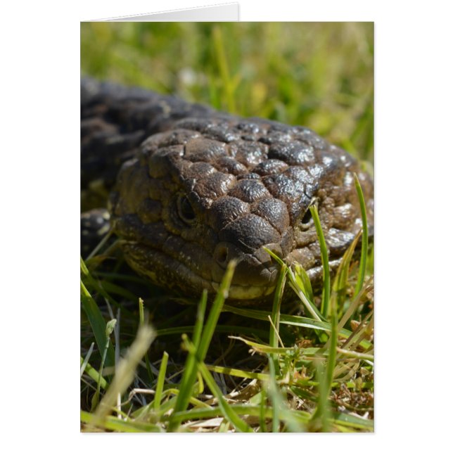 Cartão Lizard De Língua Azul Próximo, (Frente)