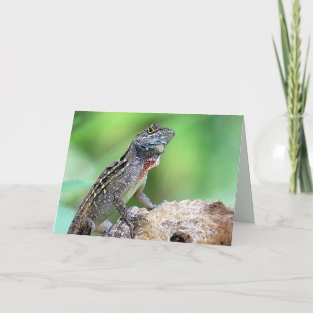 Cartão Lizard (Marrom Anole) (6891) - Vazio (Frente)