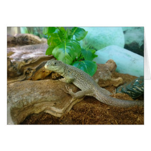 Cartão Lizard num Terrarium