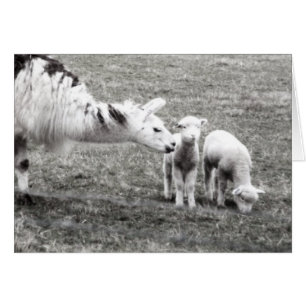 Cartão Llama e Lambs