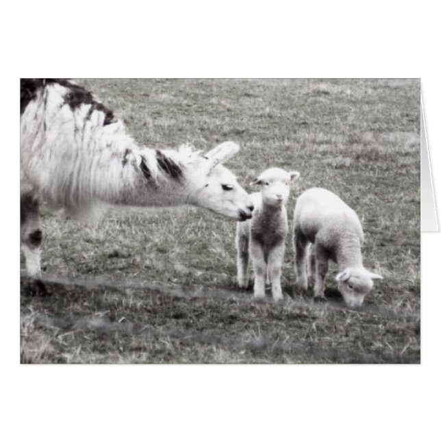 Cartão Llama e Lambs (Frente Horizontal)