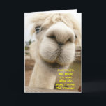 Cartão Llama Funny Birthday Card<br><div class="desc">Um Albino Lama,  perto e pessoal.</div>