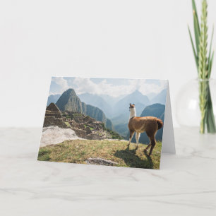 Cartão Llama Overlooking Ruins Machu Picchu, Peru
