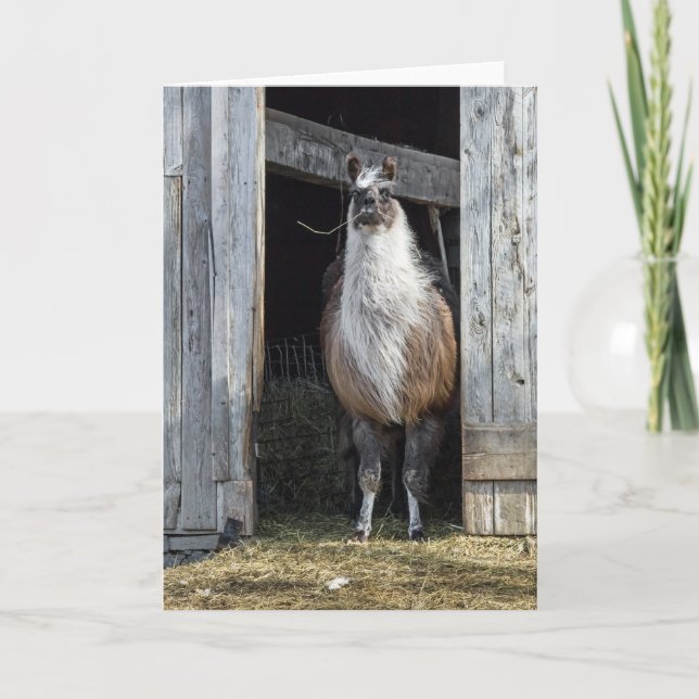 Cartão Llama, Saudação Ao Dia (Frente)
