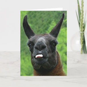 Cartão Llama with Attitude - Sticking out Tongue Photo