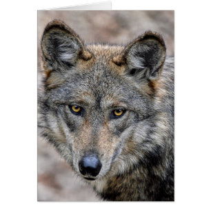 Cartão Lobo