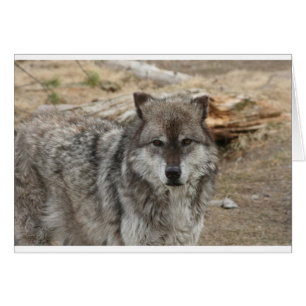 Cartão lobo animal rosto olhos canino floresta zoológico