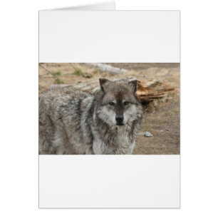 Cartão lobo-animal vira olho no jardim zoológico da flore