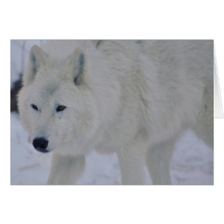 Cartão Lobo Ártico