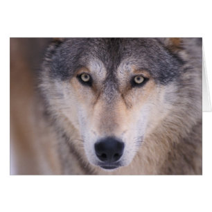 Cartão lobo cinzento, Canis lupus, close-up dos olhos
