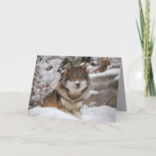 Cartão Lobo de inverno