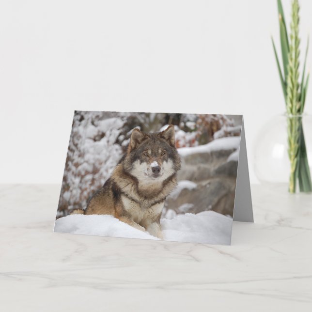 Cartão Lobo de inverno (Frente)