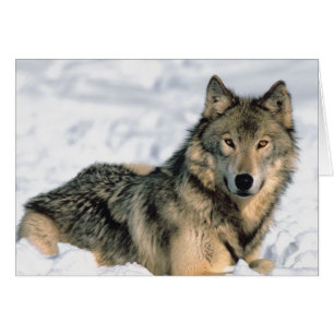 Cartão Lobo de reclinação