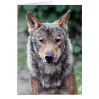 Cartão lobo ibérico