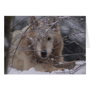 Cartão Lobo na neve