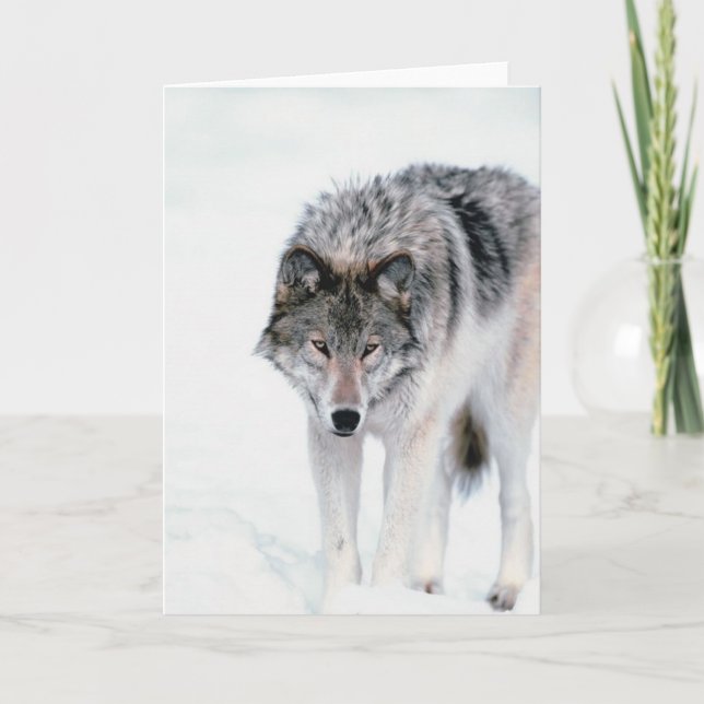 Cartão Lobo Prowling (Frente)