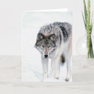 Cartão Lobo Prowling