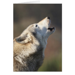 Cartão Lobo que urra