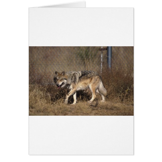 CARTÃO LOBOS (Frente)