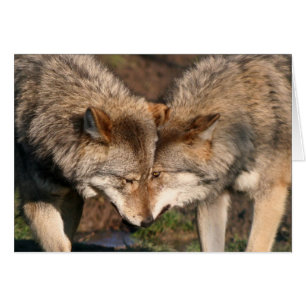 Cartão lobos cinzentos europeus