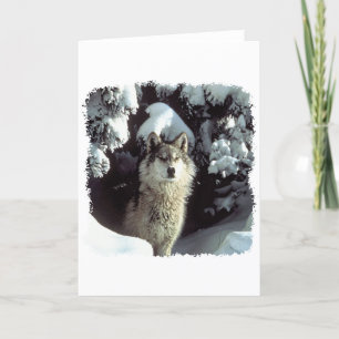 Cartão Lobos do lobo da neve