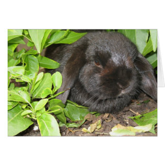 Cartão Local de Ocultação