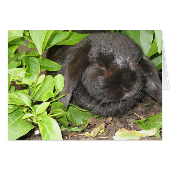 Cartão Local de Ocultação (Frente horizontal)