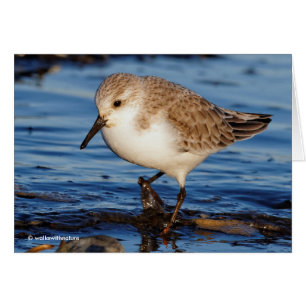 Cartão Lojas de Wintry do Sanderling Cute