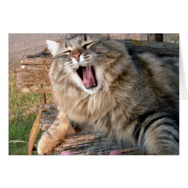 Cartão LOL Maine Coon (Frente Horizontal)