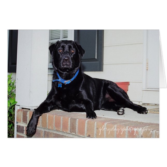 Cartão Lola, fotografia gloriosa do dia (Frente Horizontal)