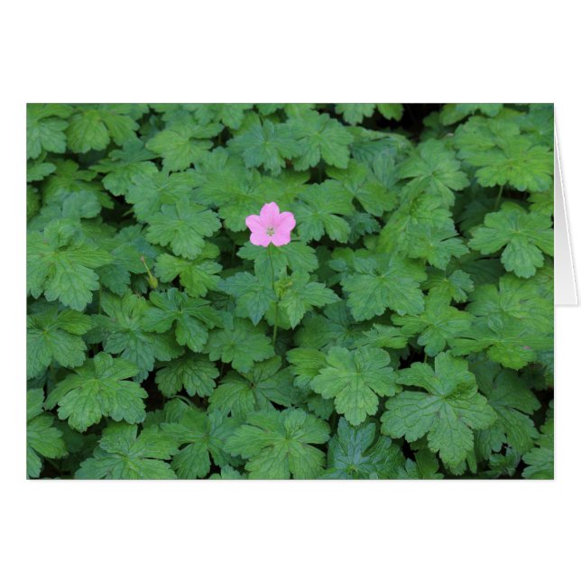 Cartão Lone Geranium (Frente Horizontal)
