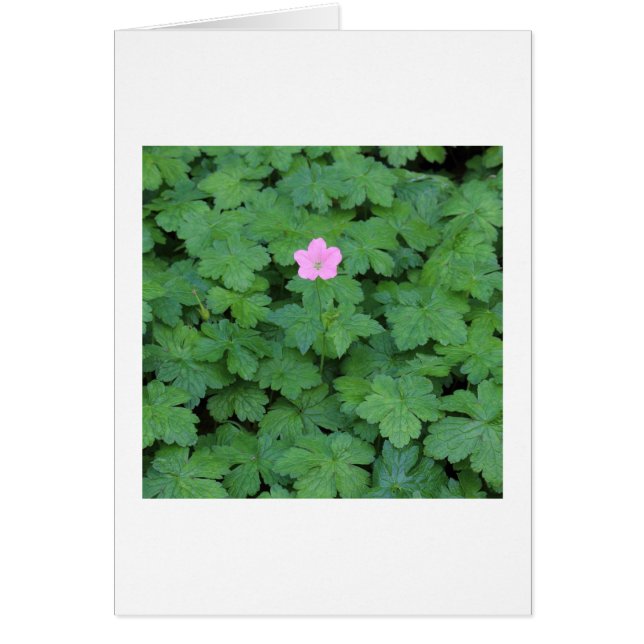 Cartão Lone Geranium (Frente)