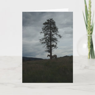 Cartão Lone Horse at Sunset Note Card