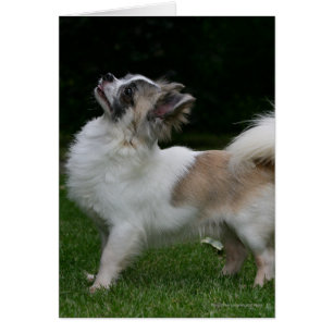 Cartão Long Haired Chihuahua olhando para a câmera