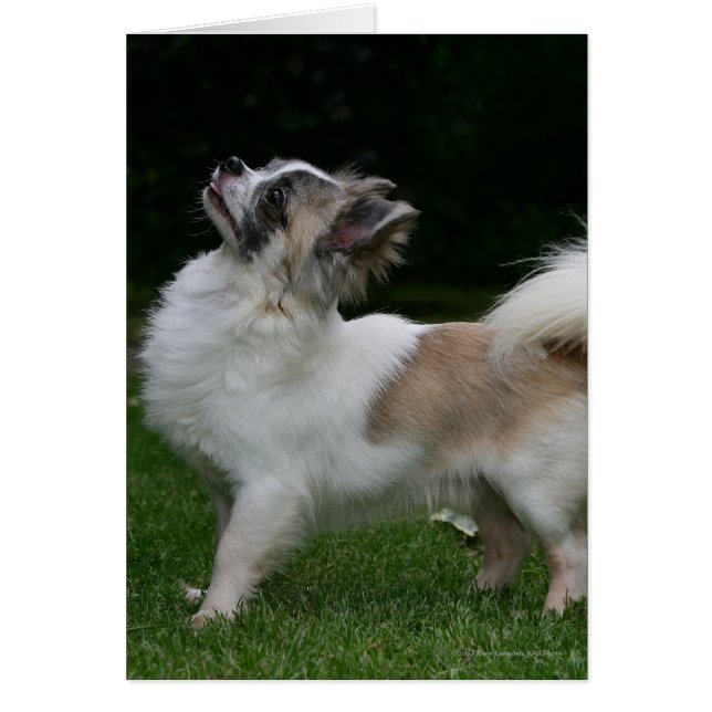 Cartão Long Haired Chihuahua olhando para a câmera (Frente)